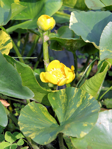 Nuphar japonicum