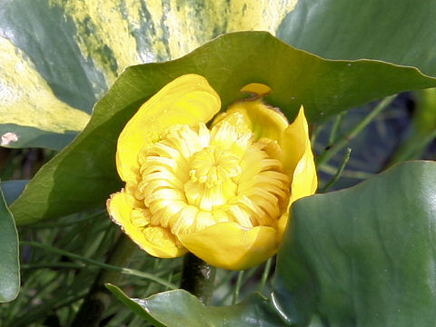 Nuphar japonicum