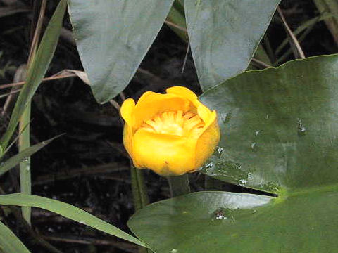 Nuphar japonicum