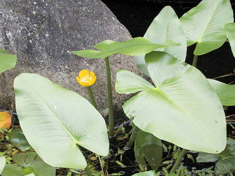 Nuphar japonicum