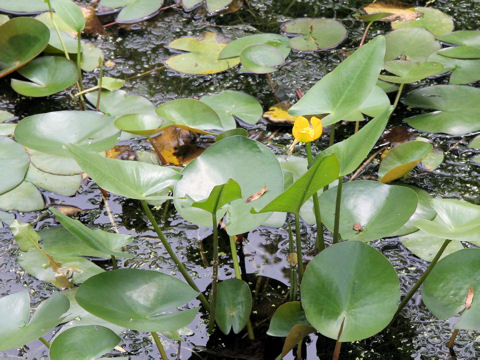 Nuphar japonicum