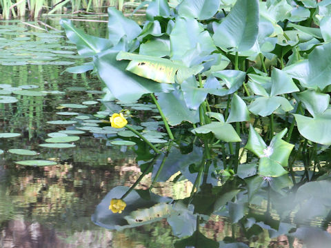 Nuphar japonicum