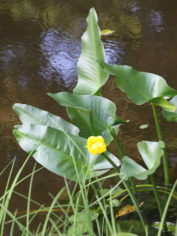 Nuphar japonicum