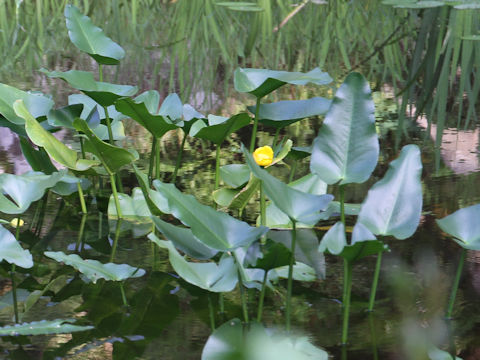 Nuphar japonicum