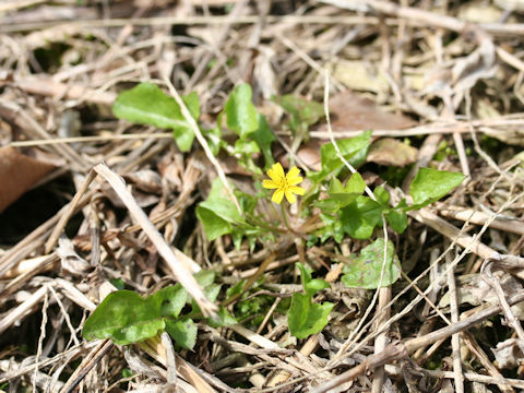 Lapsanastrum apogonoides