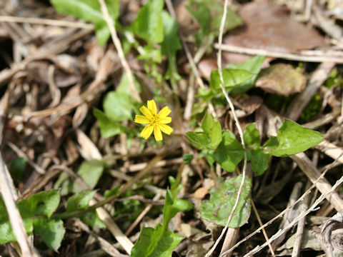 Lapsanastrum apogonoides