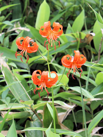 Lilium leichtlinii var. maximowiczii