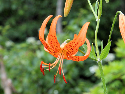 Lilium leichtlinii var. maximowiczii