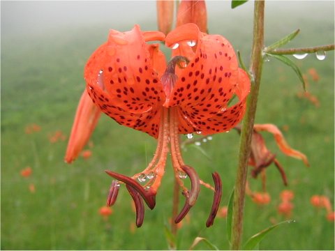 Lilium leichtlinii var. maximowiczii