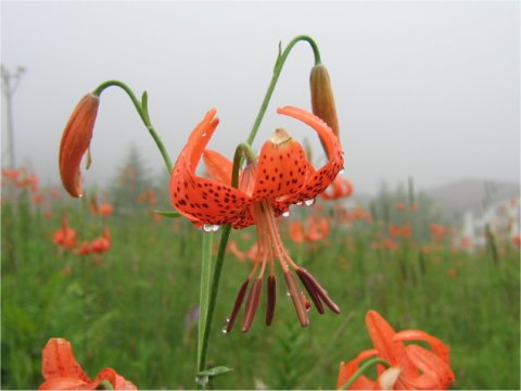 Lilium leichtlinii var. maximowiczii