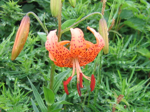 Lilium leichtlinii var. maximowiczii