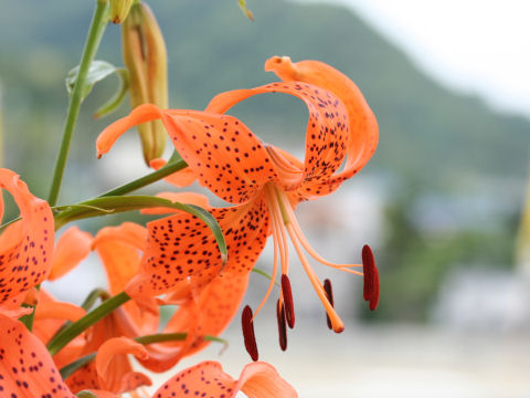 Lilium leichtlinii var. maximowiczii