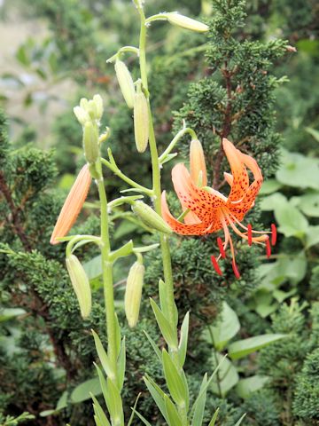 Lilium leichtlinii var. maximowiczii