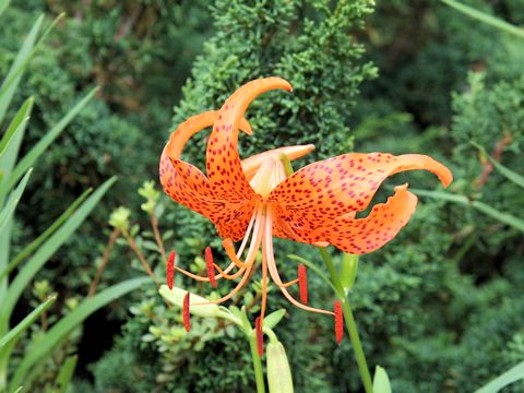 Lilium leichtlinii var. maximowiczii