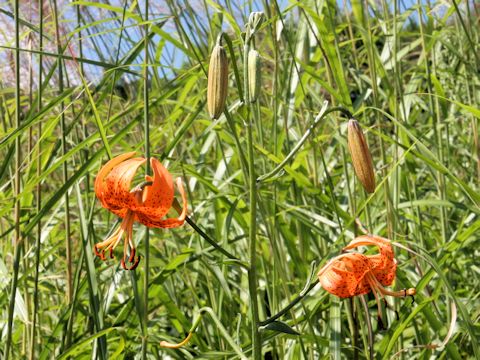 Lilium leichtlinii var. maximowiczii