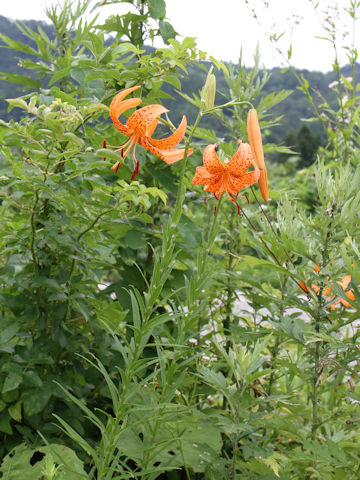 Lilium leichtlinii var. maximowiczii