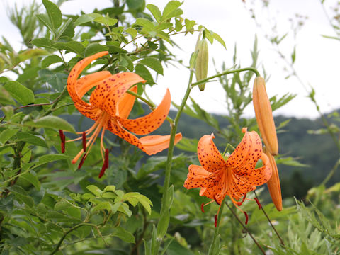 Lilium leichtlinii var. maximowiczii