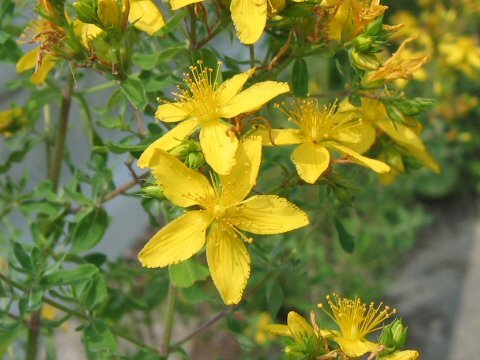 Hypericum perforatum var. angustifolium