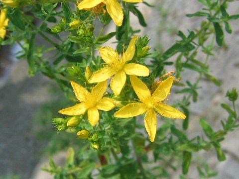 Hypericum perforatum var. angustifolium