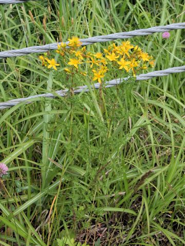 Hypericum perforatum var. angustifolium