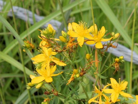 Hypericum perforatum var. angustifolium