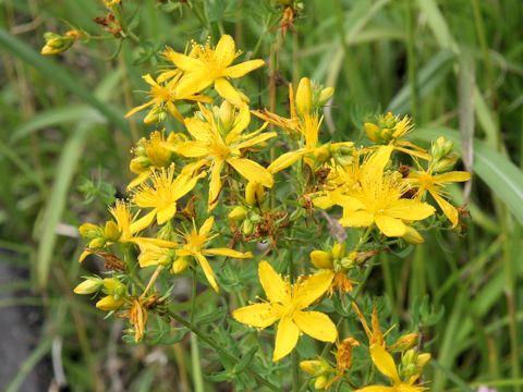 Hypericum perforatum var. angustifolium