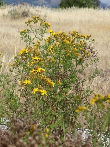 Hypericum perforatum var. angustifolium