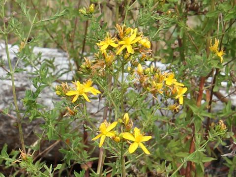 Hypericum perforatum var. angustifolium