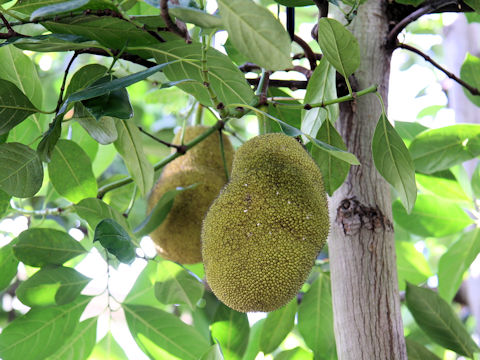 Artocarpus integra