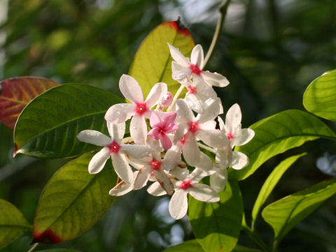 Kopsia fruticosa