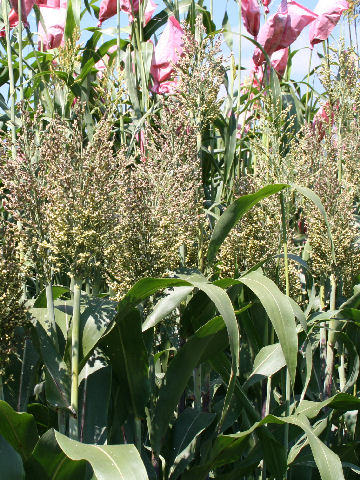 Sorghum nervosum