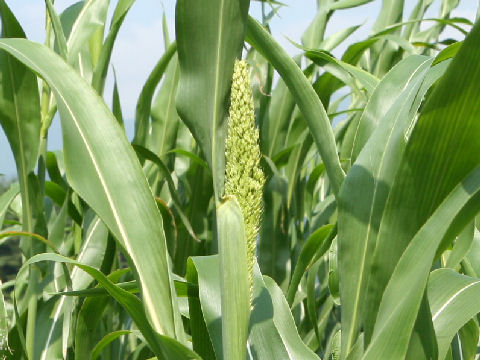 Sorghum nervosum