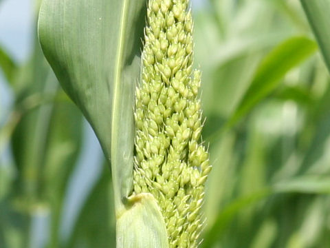 Sorghum nervosum