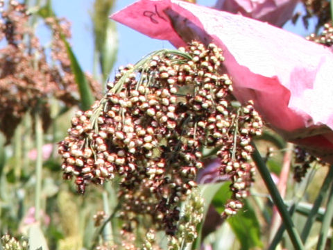 Sorghum nervosum