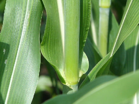 Sorghum nervosum