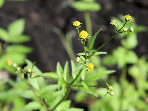 Bidens pilosa