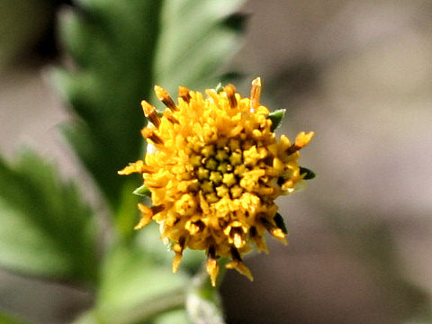 Bidens pilosa