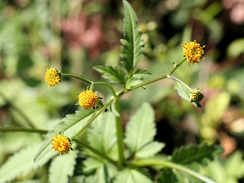 Bidens pilosa