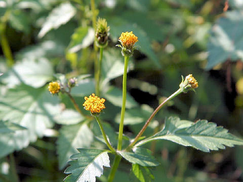 Bidens pilosa