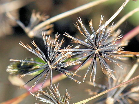 Bidens pilosa