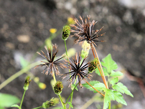 Bidens pilosa