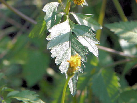 Bidens pilosa