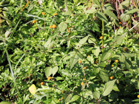 Bidens pilosa