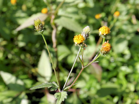 Bidens pilosa