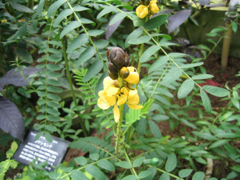 Cassia didymobotrya