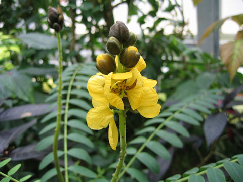 Cassia didymobotrya