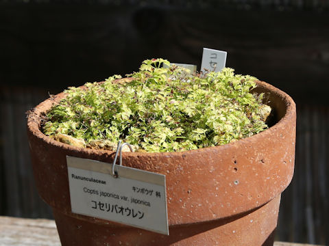 Coptis japonica var. japonica