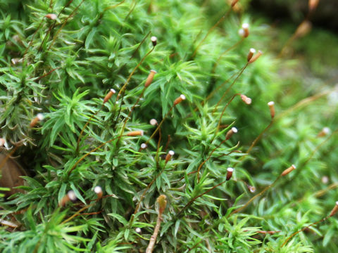 Pogonatum contortum