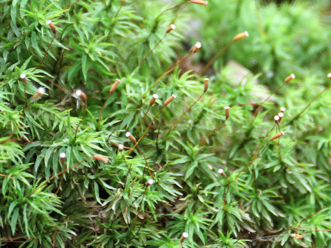 Pogonatum contortum