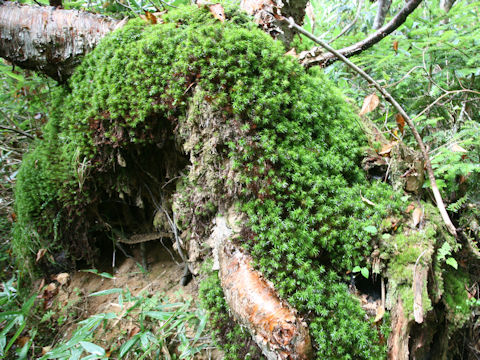 Pogonatum contortum